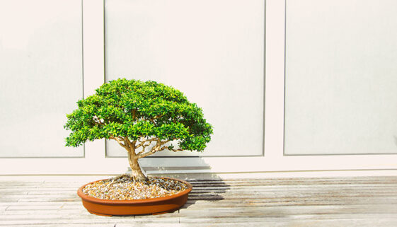 bonsai-garden-plant-1382195