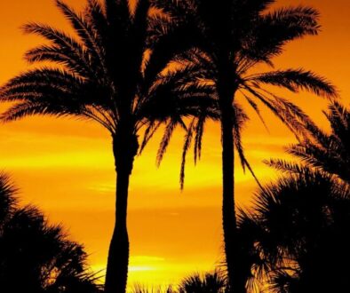 Lakewood Ranch's Top 3 Wonders